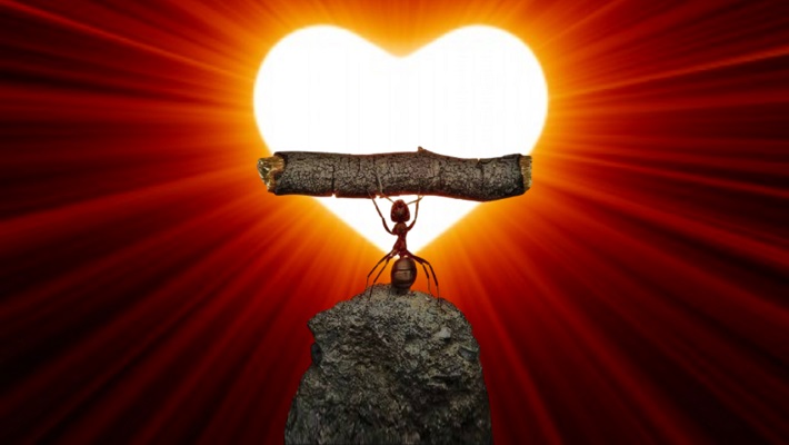 Karınca 1 Ant heart power