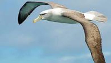 albatros