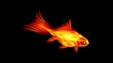 fish