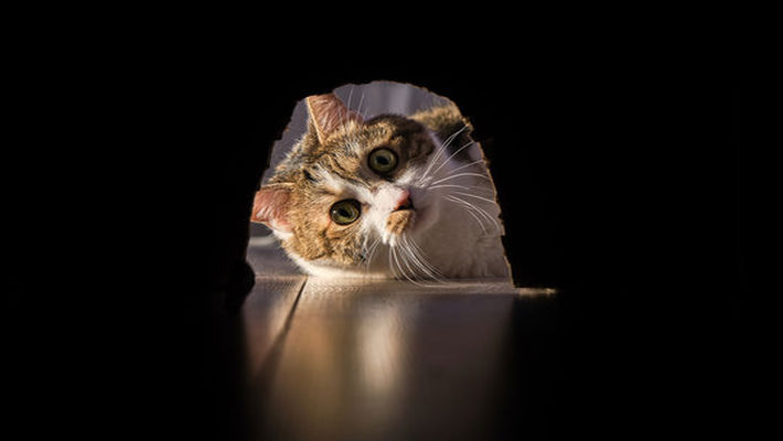 Sevgili Edinme Konusunda Hiçbir Şey Yapmayan İnsan 1 kedi fare