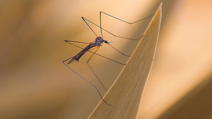 Sinek 1 mosquito