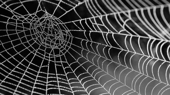 spider 1