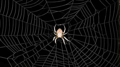 spider