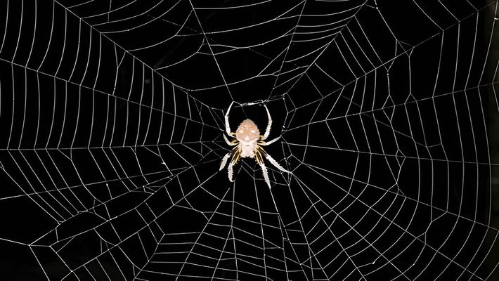 Örümcek 1 spider