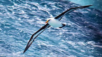 albatros