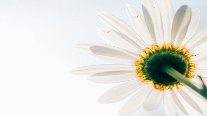 Ahlak 2 1 flower