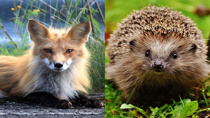 Tilki ile Kirpi 1 fox vs hedgehog