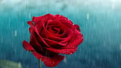 rose in rain