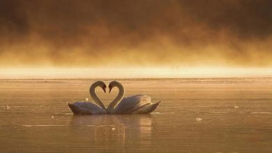 Kalbin Yolu 5 swans