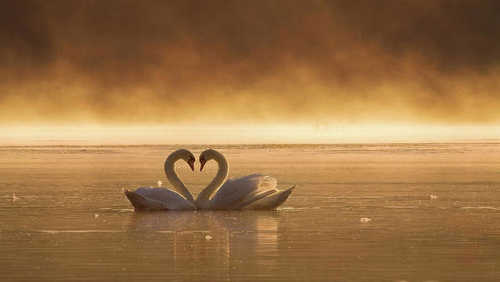 Kalbin Yolu 1 swans