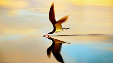 bird on sea