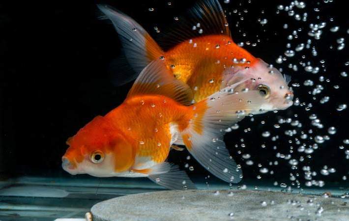 Üreme 1 goldfish1