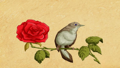 bulbul and rose