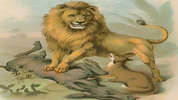 Allah'ın Egosu 1 lion and