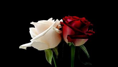roses