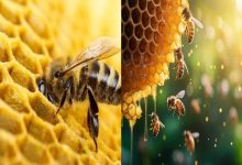 honeybee