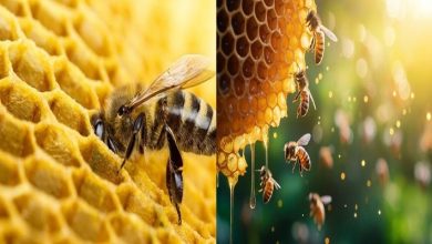 honeybee