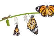 lifofbutterfly